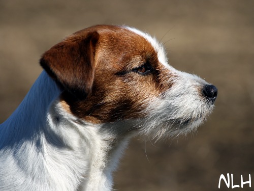 090412 inka.jpg - Inkula